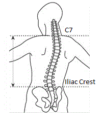How to measure torso length